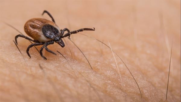 Tick Talk: How to keep yourself safe from these pesky critters