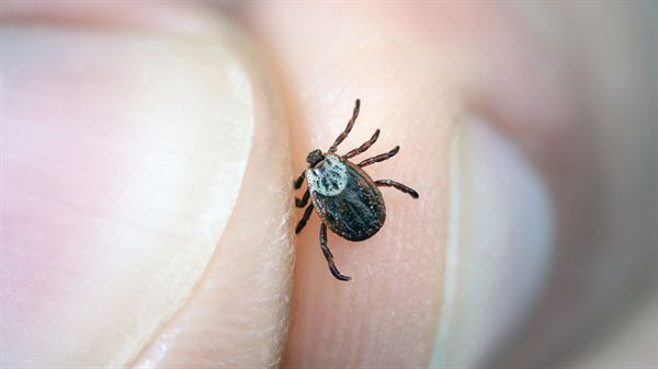 Tick Talk 2: Alpha-gal syndrome