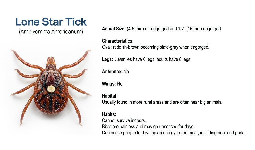 Tick 2 pic 3.jpg
